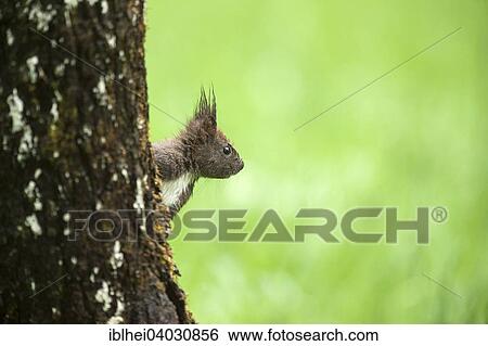"Squirrel (Sciurus vulgaris) on the tree, Almatl, Upper Austria, Austria, Europe" View Large Photo Image Stock Photograph - "Squirrel (Sciurus vulgaris) on the tree, Almatl, Upper Austria, Austria, Europe". Fotosearch