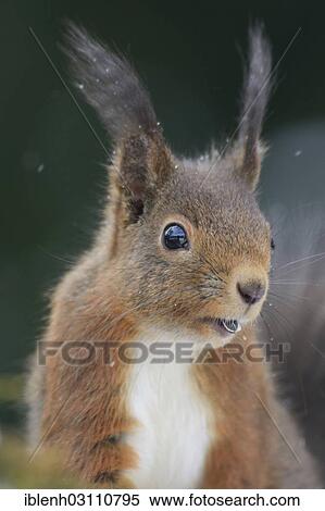 "Squirrel (Sciurus vulgaris), portrait, eating sunflower seeds, Haren, Emsland, Lower Saxony, Germany, Europe" View Large Photo Image Stock Photography - "Squirrel (Sciurus vulgaris), portrait, eating sunflower seeds, Haren, Emsland, Lower Saxony, Germany, Europe". Fotosearch