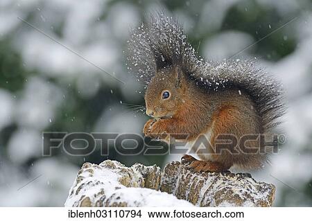 Picture - "Squirrel (Sciurus vulgaris) sitting on a tree stump in the snow, Haren, Emsland, Lower Saxony, Germany, Europe". Fotosearch