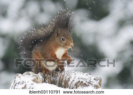 "Squirrel (Sciurus vulgaris) sitting on a tree stump in the snow, Haren, Emsland, Lower Saxony, Germany, Europe" View Large Photo Image Stock Image - "Squirrel (Sciurus vulgaris) sitting on a tree stump in the snow, Haren, Emsland, Lower Saxony, Germany, Europe". Fotosearch