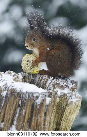 Stock Image - "Squirrel (Sciurus vulgaris) sitting on a tree stump in the snow with a bird seed ball, Haren, Emsland, Lower Saxony, Germany, Europe". Fotosearch