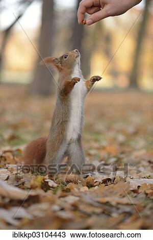 "Squirrel (Sciurus vulgaris) standing on its hind legs, stretching upward, being fed by hand, in an urban park in autumn, Leipzig, Saxony, Germany, Europe" View Large Photo Image Stock Image - "Squirrel (Sciurus vulgaris) standing on its hind legs, stretching upward, being fed by hand, in an urban park in autumn, Leipzig, Saxony, Germany, Europe". Fotosearch