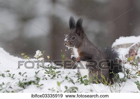 "Squirrel (Sciurus vulgaris) standing erect in the snow, near Innsbruck, Tyrol, Austria, Europe" View Large Photo Image Stock Photo - "Squirrel (Sciurus vulgaris) standing erect in the snow, near Innsbruck, Tyrol, Austria, Europe". Fotosearch