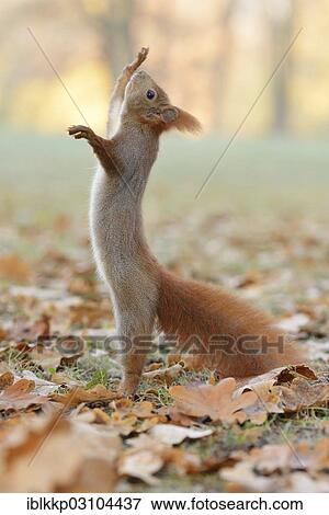 "Squirrel (Sciurus vulgaris) standing on its hind legs, stretching upward, in an urban park in autumn, Leipzig, Saxony, Germany, Europe" View Large Photo Image Stock Photo - "Squirrel (Sciurus vulgaris) standing on its hind legs, stretching upward, in an urban park in autumn, Leipzig, Saxony, Germany, Europe". Fotosearch