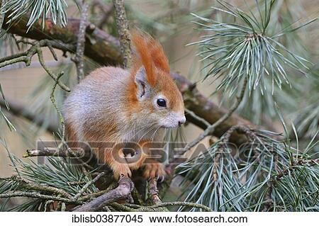 Stock Photography - "Squirrel (Sciurus vulgaris), Brandenburg, Germany, Europe". Fotosearch