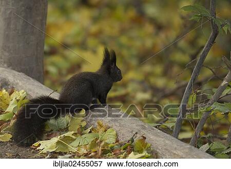 "Squirrel (Sciurus vulgaris), Vienna, Vienna State, Austria, Europe" View Large Photo Image Stock Photo - "Squirrel (Sciurus vulgaris), Vienna, Vienna State, Austria, Europe". Fotosearch