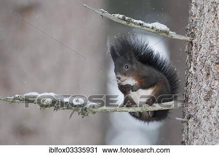 "Squirrel (Sciurus vulgaris) with a winter coat on a snow-covered branch, near Innsbruck, Tyrol, Austria, Europe" View Large Photo Image Stock Image - "Squirrel (Sciurus vulgaris) with a winter coat on a snow-covered branch, near Innsbruck, Tyrol, Austria, Europe". Fotosearch