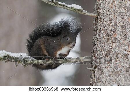 "Squirrel (Sciurus vulgaris) with a winter coat on a snow-covered branch, near Innsbruck, Tyrol, Austria, Europe" View Large Photo Image Stock Photo - "Squirrel (Sciurus vulgaris) with a winter coat on a snow-covered branch, near Innsbruck, Tyrol, Austria, Europe". Fotosearch