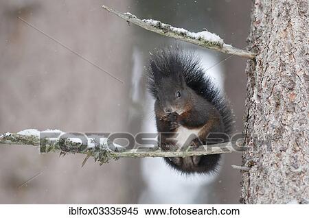 "Squirrel (Sciurus vulgaris) with a winter coat on a snow-covered branch, near Innsbruck, Tyrol, Austria, Europe" View Large Photo Image Stock Photography - "Squirrel (Sciurus vulgaris) with a winter coat on a snow-covered branch, near Innsbruck, Tyrol, Austria, Europe". Fotosearch