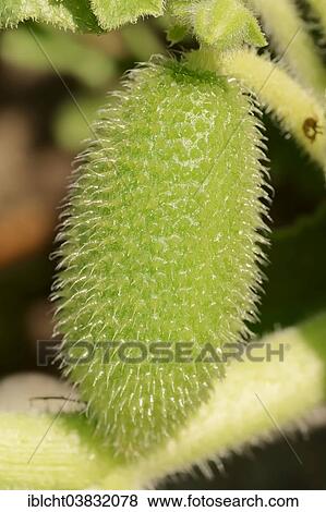 "Squirting Cucumber (Ecballium elaterium), fruit, North Rhine-Westphalia, Germany, Europe" View Large Photo Image Stock Photo - "Squirting Cucumber (Ecballium elaterium), fruit, North Rhine-Westphalia, Germany, Europe". Fotosearch