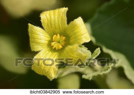"Squirting cucumber (Ecballium elaterium), blossom, North Rhine-Westphalia, Germany, Europe" View Large Photo Image Stock Photography - "Squirting cucumber (Ecballium elaterium), blossom, North Rhine-Westphalia, Germany, Europe". Fotosearch