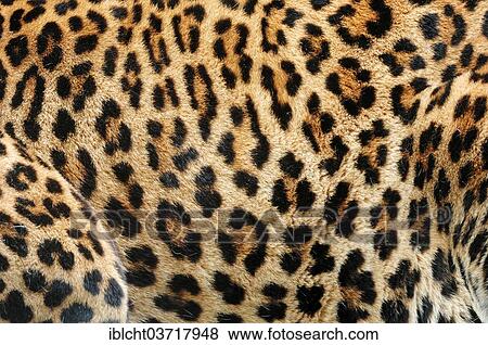 Stock Photo - "Sri Lankan leopard (Panthera pardus kotiya), fur detail, native to Sri Lanka, captive, Germany, Europe". Fotosearch