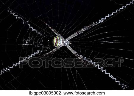 Stock Image - St Andrew's Cross Spider (Argiope keyserlingi). Fotosearch