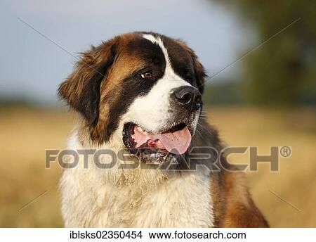 "St. Bernard, male dog in a stubble field, portrait" View Large Photo Image Picture - "St. Bernard, male dog in a stubble field, portrait". Fotosearch