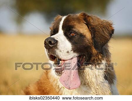 "St. Bernard, male dog in a stubble field, portrait" View Large Photo Image Stock Image - "St. Bernard, male dog in a stubble field, portrait". Fotosearch