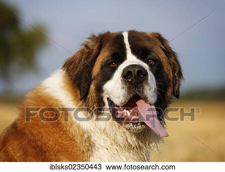 "St. Bernard, male dog in a stubble field, portrait" View Large Photo Image Stock Image - "St. Bernard, male dog in a stubble field, portrait". Fotosearch