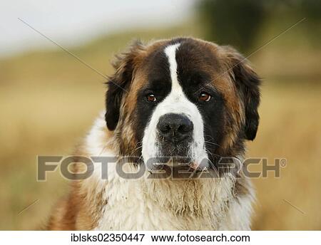 "St. Bernard, male dog in a stubble field, portrait" View Large Photo Image Stock Photo - "St. Bernard, male dog in a stubble field, portrait". Fotosearch