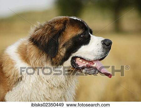 "St. Bernard, male dog in a stubble field, portrait" View Large Photo Image Stock Photo - "St. Bernard, male dog in a stubble field, portrait". Fotosearch