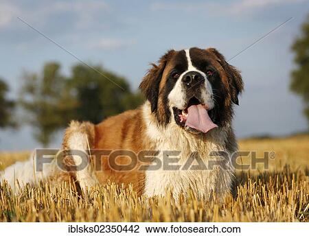 "St. Bernard, male dog lying in a stubble field" View Large Photo Image Stock Image - "St. Bernard, male dog lying in a stubble field". Fotosearch