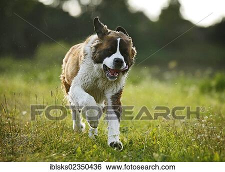 "St. Bernard, male dog running across a meadow" View Large Photo Image Stock Photograph - "St. Bernard, male dog running across a meadow". Fotosearch