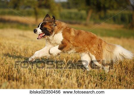 "St. Bernard, male dog running across a stubble field" View Large Photo Image Stock Photograph - "St. Bernard, male dog running across a stubble field". Fotosearch