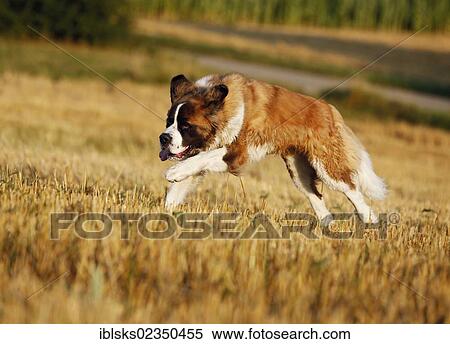 "St. Bernard, male dog running across a stubble field" View Large Photo Image Stock Photography - "St. Bernard, male dog running across a stubble field". Fotosearch