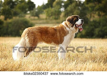 "St. Bernard, male dog standing in a stubble field" View Large Photo Image Stock Photo - "St. Bernard, male dog standing in a stubble field". Fotosearch
