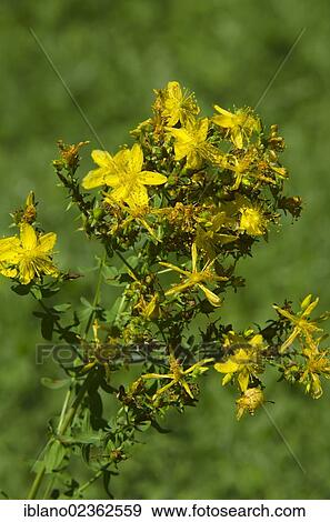 "St. John's Wort (Hype rforatum), Limbach, Burgenland, Austria, Europe" View Large Photo Image Stock Photo - "St. John's Wort (Hype rforatum), Limbach, Burgenland, Austria, Europe". Fotosearch