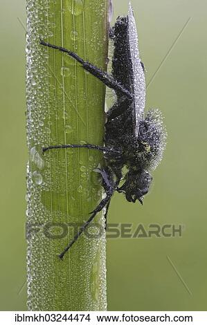 "St. Mark's fly (Bibio), Bad Hersfeld, Bad Hersfeld, Hesse, Germany, Europe" View Large Photo Image Picture - "St. Mark's fly (Bibio), Bad Hersfeld, Bad Hersfeld, Hesse, Germany, Europe". Fotosearch
