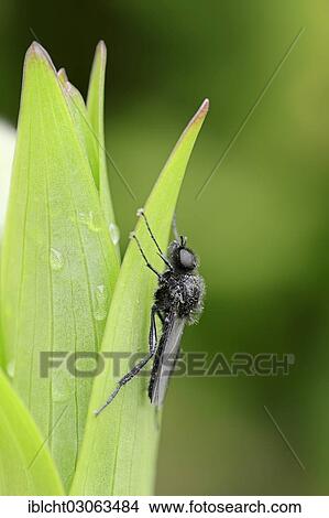"St Mark's Fly (Bibio marci), male, North Rhine-Westphalia, Germany, Europe" View Large Photo Image Picture - "St Mark's Fly (Bibio marci), male, North Rhine-Westphalia, Germany, Europe". Fotosearch