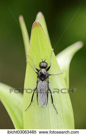 "St Mark's Fly (Bibio marci), male, North Rhine-Westphalia, Germany, Europe" View Large Photo Image Stock Photography - "St Mark's Fly (Bibio marci), male, North Rhine-Westphalia, Germany, Europe". Fotosearch