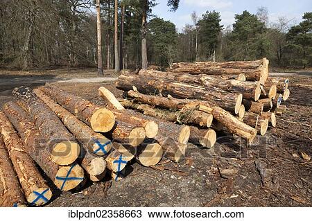 Stock Image - "Stack of logged trees in the forest, Frensham, Surrey, England, United Kingdom, Europe". Fotosearch