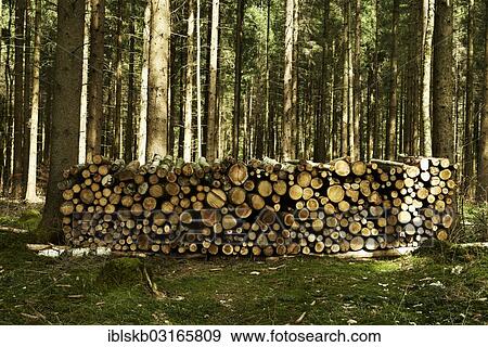 "Stack of wood, spruce logs in a spruce forest, Starnberg, Gauting, Upper Bavaria, Bavaria, Germany, Europe" View Large Photo Image Stock Photo - "Stack of wood, spruce logs in a spruce forest, Starnberg, Gauting, Upper Bavaria, Bavaria, Germany, Europe". Fotosearch