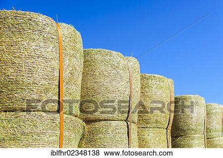 "Stacked bales of straw, Grevenbroich, North Rhine-Westphalia, Germany, Europe" View Large Photo Image Stock Photo - "Stacked bales of straw, Grevenbroich, North Rhine-Westphalia, Germany, Europe". Fotosearch