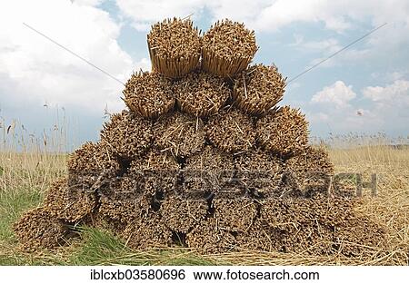 "Stacked bundles of reeds on a field, Dewichow, Mellenthin, Usedom, Mecklenburg-Western Pomerania, Germany, Europe" View Large Photo Image Stock Photograph - "Stacked bundles of reeds on a field, Dewichow, Mellenthin, Usedom, Mecklenburg-Western Pomerania, Germany, Europe". Fotosearch