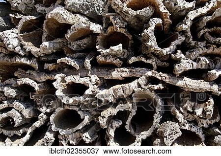 Stacked cork after the harvest View Large Photo Image Stock Photo - Stacked cork after the harvest. Fotosearch