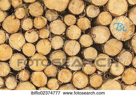 "Stacked logs, Hesse, Germany, Europe" View Large Photo Image Stock Photo - "Stacked logs, Hesse, Germany, Europe". Fotosearch