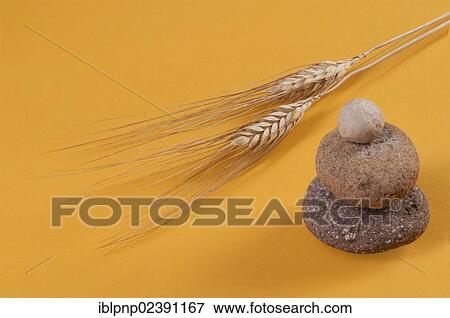 Stacked stones and ears of wheat (Triticum spp. ) View Large Photo Image Stock Photo - Stacked stones and ears of wheat (Triticum spp. ). Fotosearch