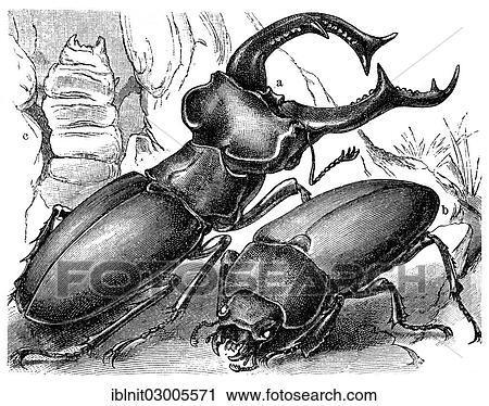 "Stag Beetle (Lucanus cervus), a male, b female, c larva, illustration from Meyers Konversations-Lexikon encyclopaedia, 1897" View Large Photo Image Stock Image - "Stag Beetle (Lucanus cervus), a male, b female, c larva, illustration from Meyers Konversations-Lexikon encyclopaedia, 1897". Fotosearch