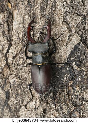 "Stag Beetle (Lucanus cervus), Eifel, Germany, Europe" View Large Photo Image Picture - "Stag Beetle (Lucanus cervus), Eifel, Germany, Europe". Fotosearch