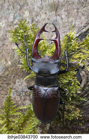 "Stag Beetle (Lucanus cervus), Eifel, Germany, Europe" View Large Photo Image Stock Image - "Stag Beetle (Lucanus cervus), Eifel, Germany, Europe". Fotosearch