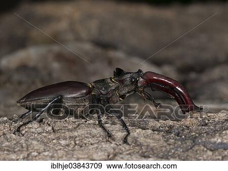 Stock Photo - "Stag Beetle (Lucanus cervus), Eifel, Germany, Europe". Fotosearch