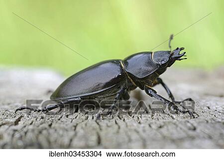 "Stag Beetle (Lucanus cervus), female, Lingen, Emsland, Lower Saxony, Germany, Europe" View Large Photo Image Picture - "Stag Beetle (Lucanus cervus), female, Lingen, Emsland, Lower Saxony, Germany, Europe". Fotosearch