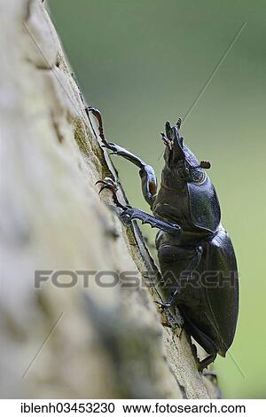 "Stag Beetle (Lucanus cervus), female, Lingen, Emsland, Lower Saxony, Germany, Europe" View Large Photo Image Stock Image - "Stag Beetle (Lucanus cervus), female, Lingen, Emsland, Lower Saxony, Germany, Europe". Fotosearch
