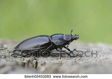 "Stag Beetle (Lucanus cervus), female, Lingen, Emsland, Lower Saxony, Germany, Europe" View Large Photo Image Stock Image - "Stag Beetle (Lucanus cervus), female, Lingen, Emsland, Lower Saxony, Germany, Europe". Fotosearch