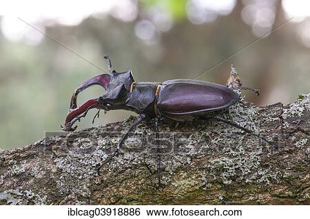 Stock Photograph - "Stag Beetle (Lucanus cervus), Hesse, Germany, Europe". Fotosearch