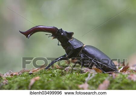 "Stag Beetle (Lucanus cervus), Lingen, Emsland, Lower Saxony, Germany, Europe" View Large Photo Image Stock Photograph - "Stag Beetle (Lucanus cervus), Lingen, Emsland, Lower Saxony, Germany, Europe". Fotosearch