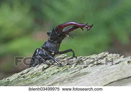 "Stag Beetle (Lucanus cervus), Lingen, Emsland, Lower Saxony, Germany, Europe" View Large Photo Image Stock Photography - "Stag Beetle (Lucanus cervus), Lingen, Emsland, Lower Saxony, Germany, Europe". Fotosearch