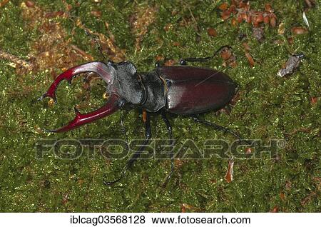 Stock Photo - "Stag Beetle (Lucanus cervus), Monchbruch Nature Reserve, Morfelden, Hesse, Germany, Europe". Fotosearch