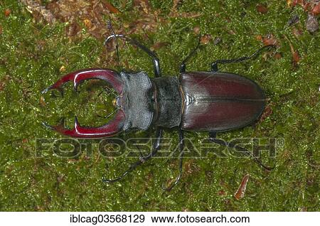 "Stag Beetle (Lucanus cervus), Monchbruch Nature Reserve, Morfelden, Hesse, Germany, Europe" View Large Photo Image Stock Photo - "Stag Beetle (Lucanus cervus), Monchbruch Nature Reserve, Morfelden, Hesse, Germany, Europe". Fotosearch